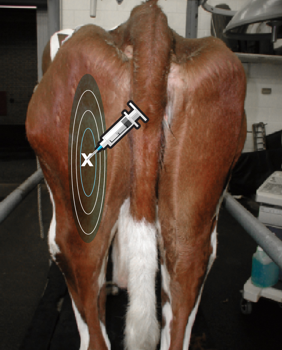 Injection Technique for Dairy Cattle - Trousse Tactic